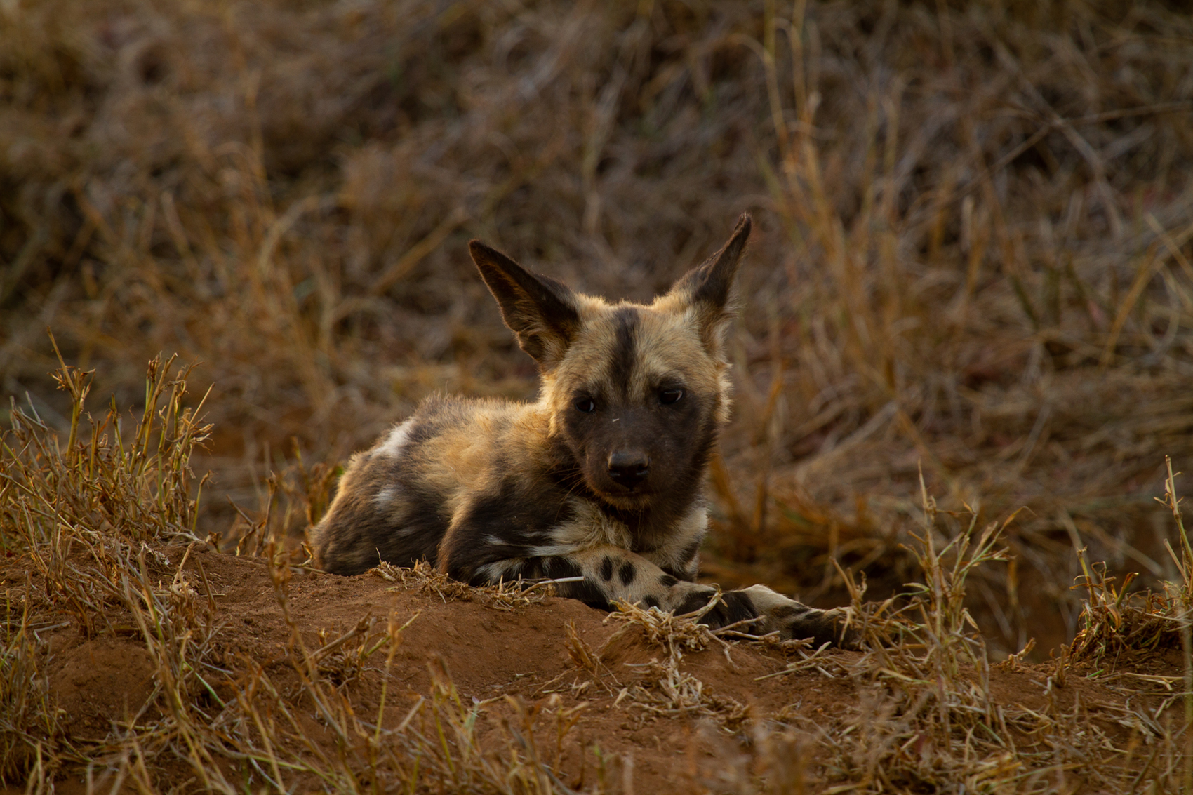 A young pup wild dog