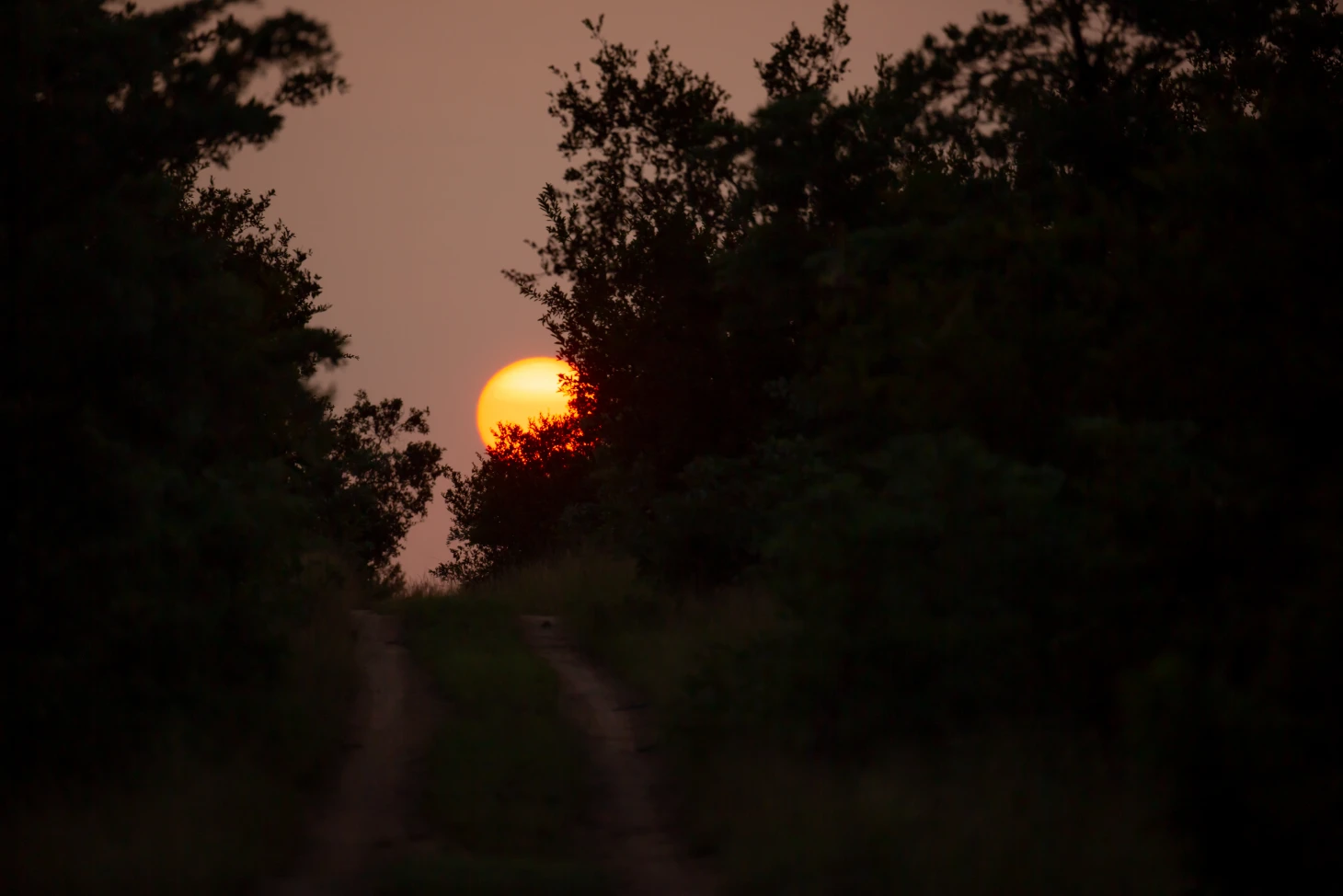 2022_02_bateleur_20220220_4m1b8625
