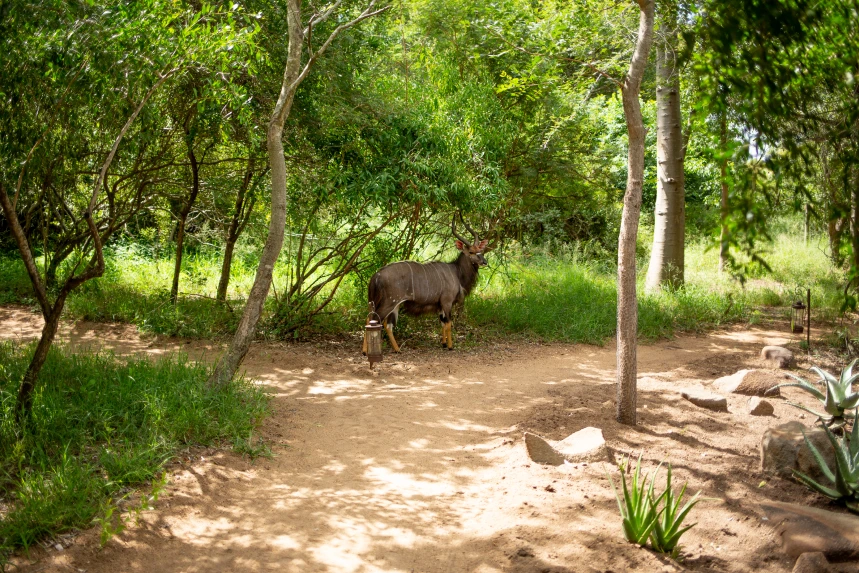 2022_02_bateleur_20220219_4m1b8427 (1)