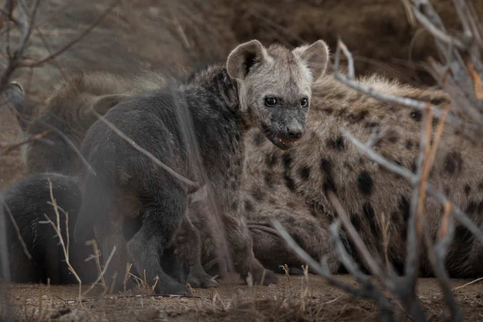 2025_12_bateleur_wildlife_10 (1)