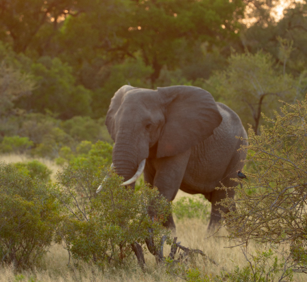 Elephant in Timbavati savanna