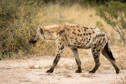 A hyena takes a stroll through the African bush