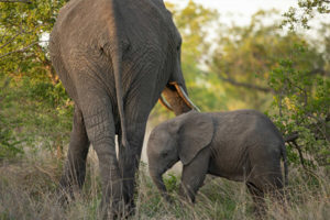 A baby elephant with mother