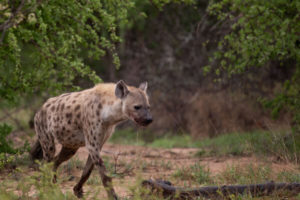 A spotted hyena slowly walking