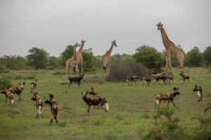 An array of animals in Africa