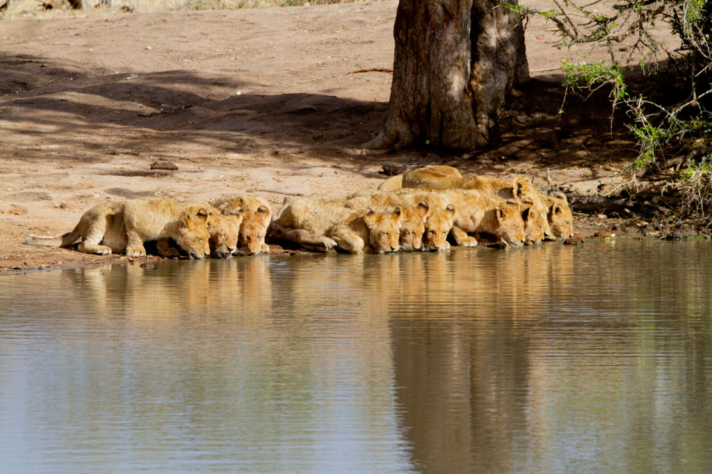 Lion cubs all take a turn to drink