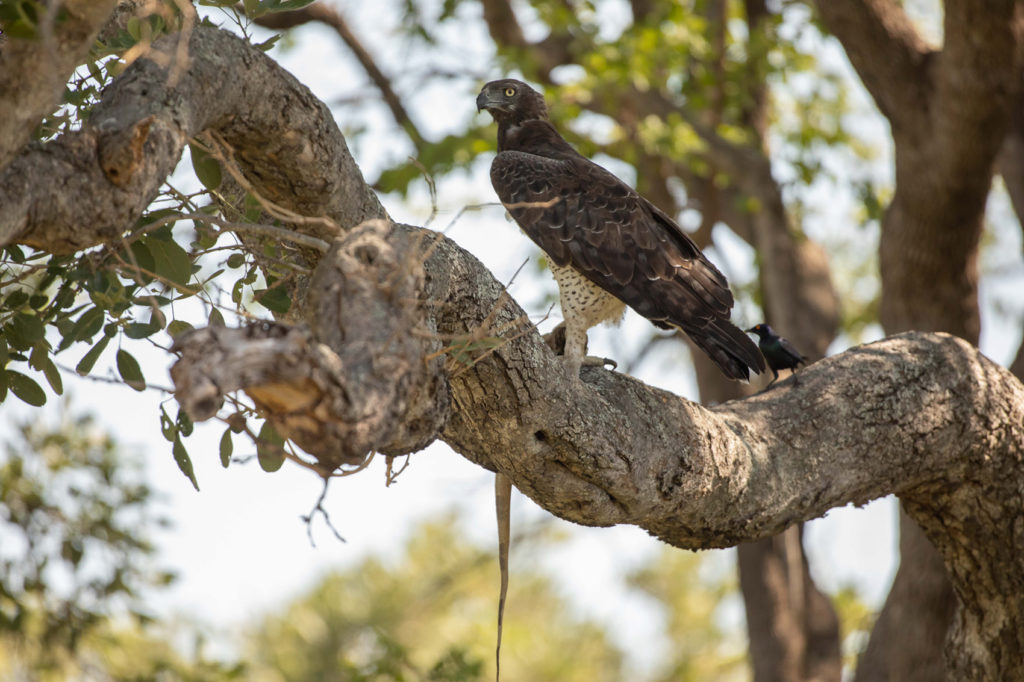 A martial eagle perched on a branch of a tree in Africa