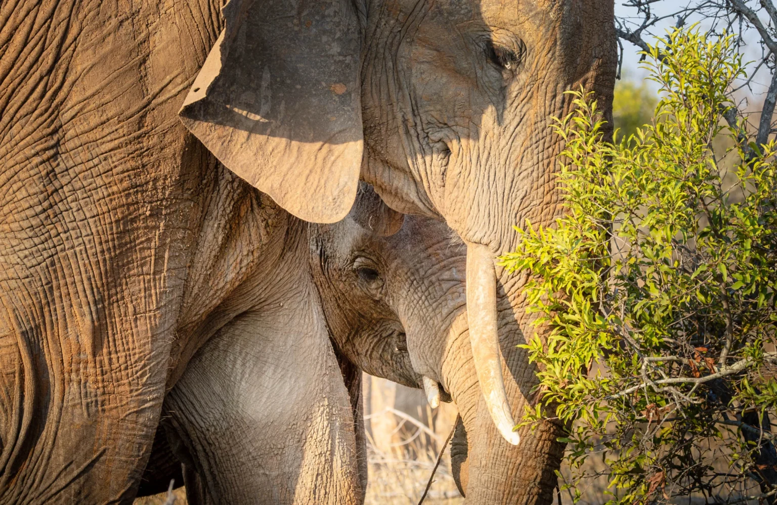 An elephant cow and her calf standing close together in the Timbavati bush