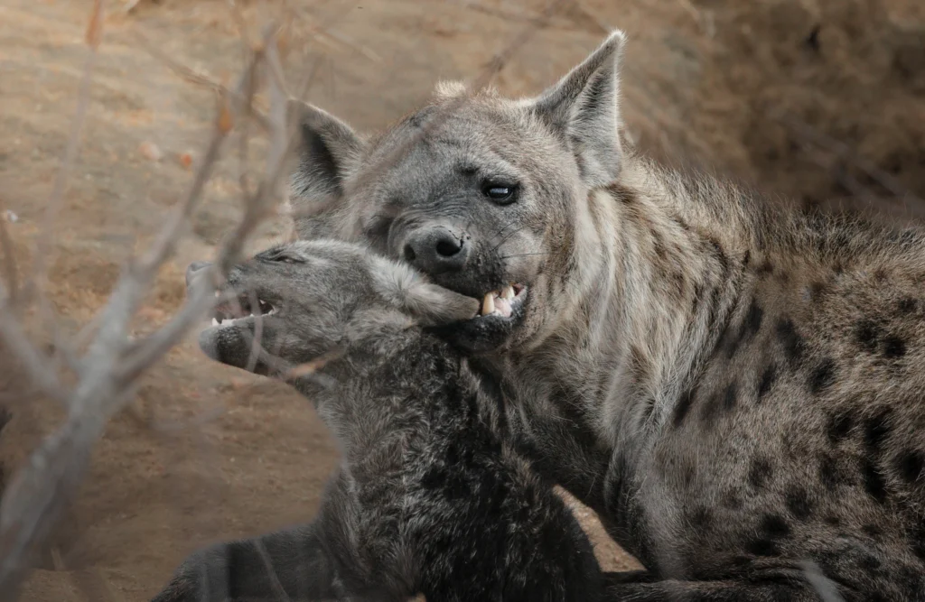 Adult spotted hyena gently mouthing the neck of a darker-coated hyena cub at a den in the Timbavati Private Nature Reserve