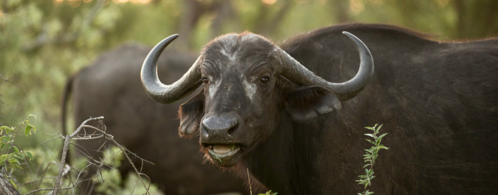 Cape buffalo facing the camera with curved horns, chewing, in the Timbavati