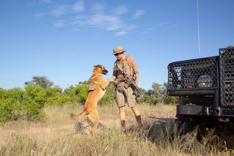 Andreas Liebenberg in field gear shaking paws with a Belgian Malinois tracking dog beside a game vehicle in the Timbavati