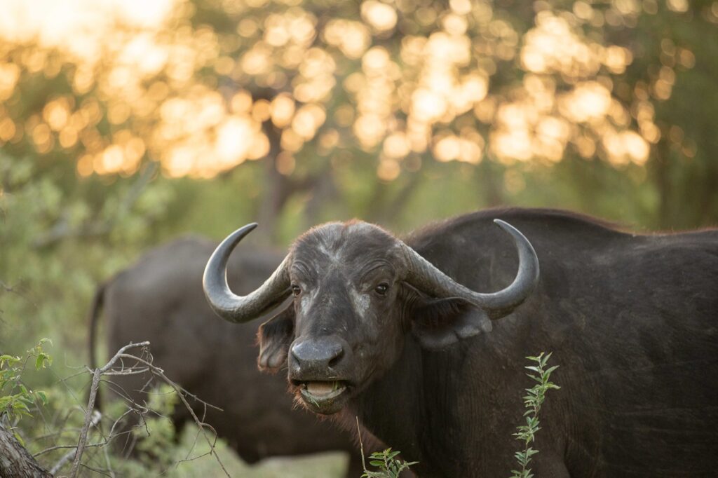 Cape buffalo bull in golden evening light in the Timbavati