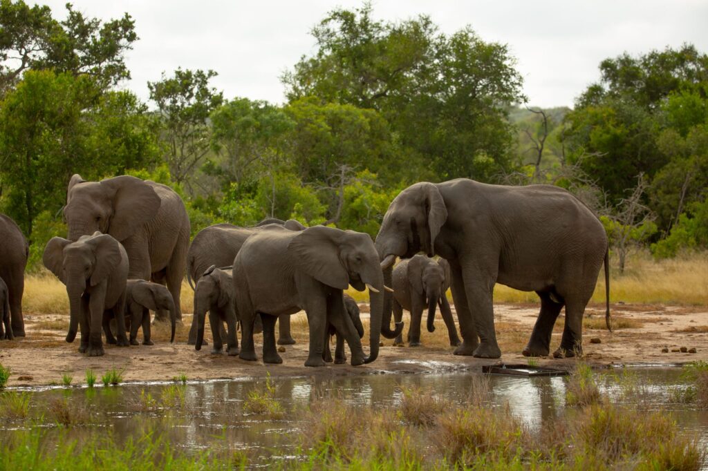 Breeding herd of elephants with calves drinking at a waterhole in the Timbavati