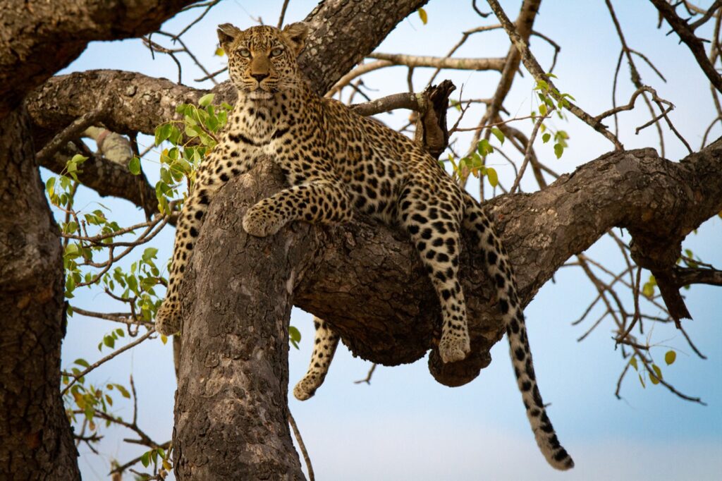Leopard resting high in a tree in the Timbavati Private Nature Reserve