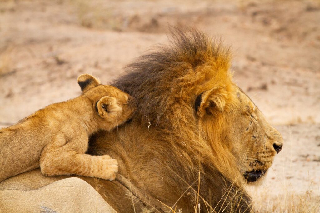 Lion cub resting against the mane of a dominant male lion in the Timbavati