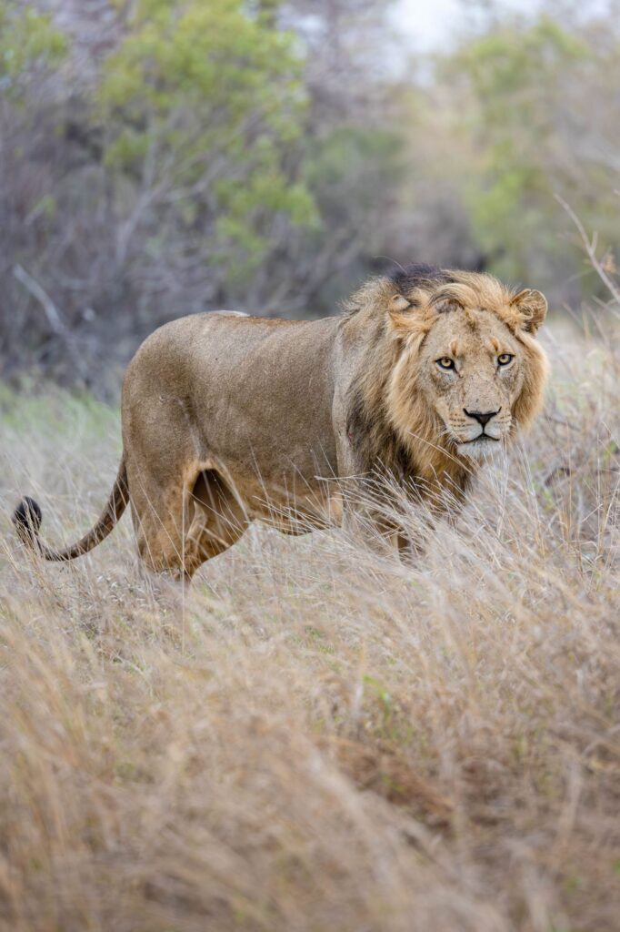 Male lion standing in long dry grass, looking towards the camera, in the Timbavati