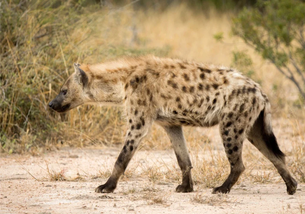 Spotted hyena walking along a sandy track past dry grass in the Timbavati
