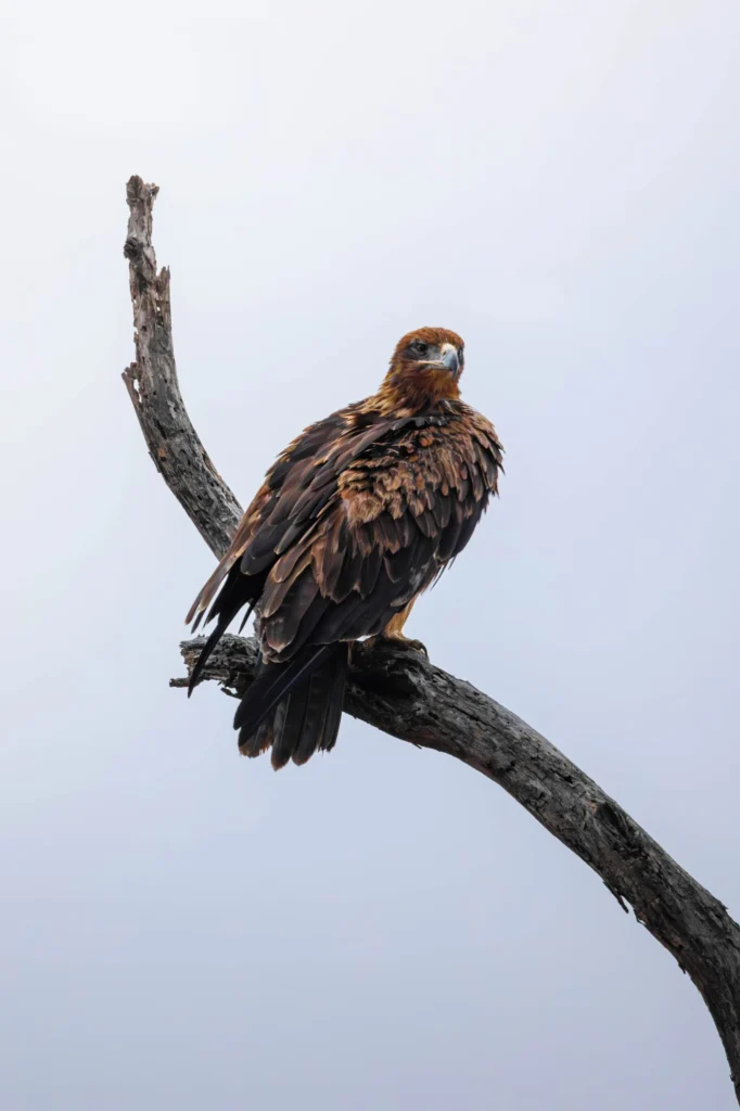 Tawny eagle perched on a bare dead branch against a pale overcast sky in the Timbavati