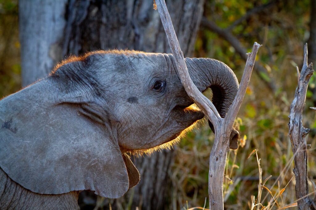 Young elephant raising its trunk to smell the air in the Timbavati