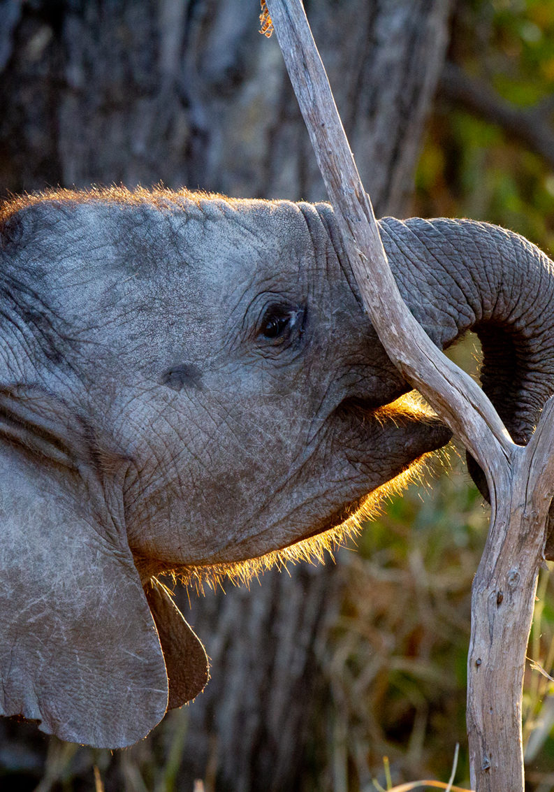 A baby elephant lifts it's head