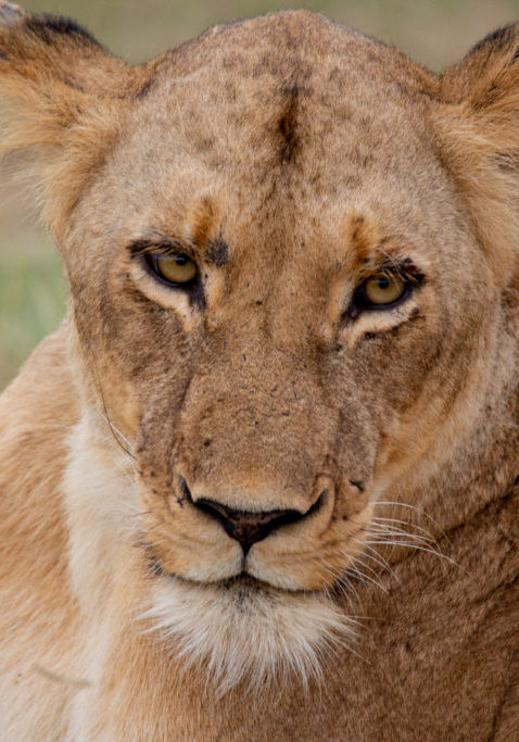 A close up of one of the lionesses in the Kruger national park