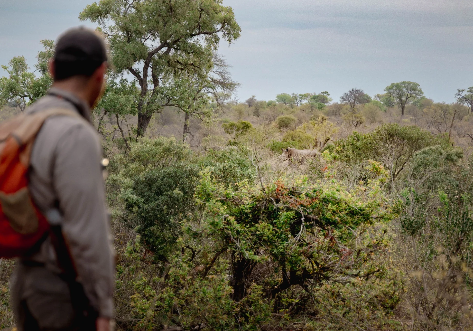 2025_12_bateleur_walking_safari_52