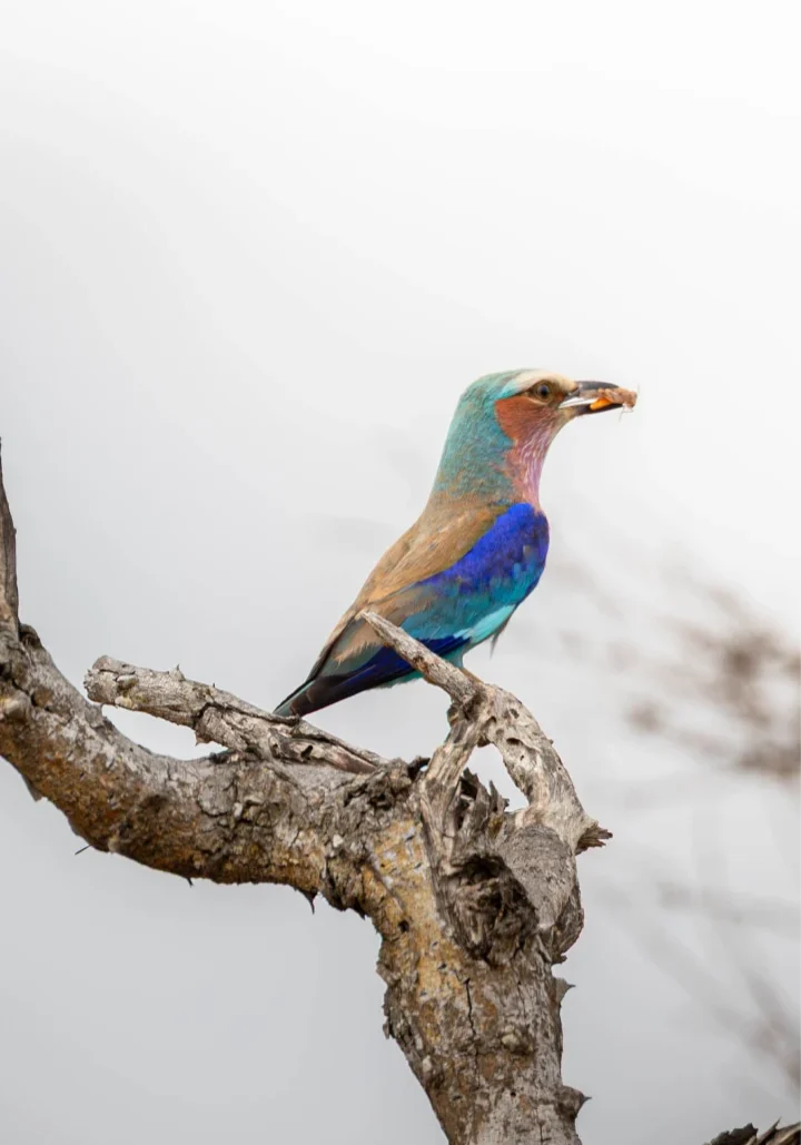 2025_12_bateleur_wildlife_14