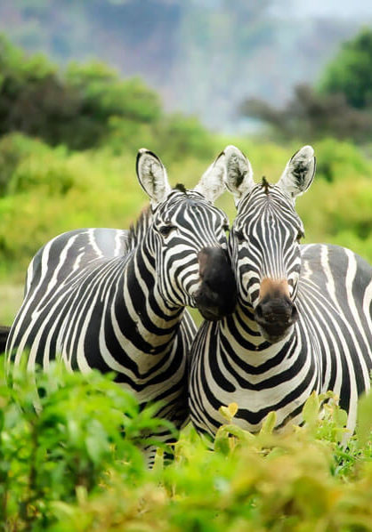 Two zebras having a conversation about the African tourists
